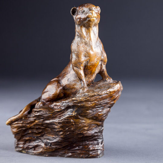 Link to Dwarf Mongoose page.